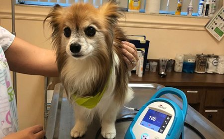 Boulevard Animal Hospital