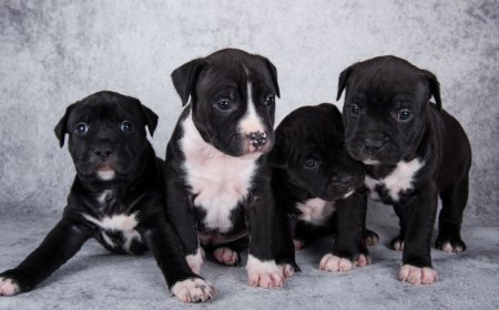 Bully Puppies for Sale in NYC Find Your Loyal Companion