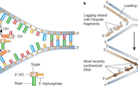 DNA Synthesis Services, Precision-Driven Solutions for Modern Science