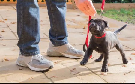 Expert Puppy Housetraining in Barrington – Pooch Pawsitive
