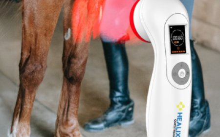 Boosting Equine Health Naturally With The Best Laser Therapy Solutions