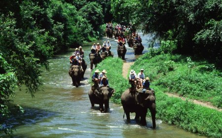 Book the Best Simlipal Tour Package for a Forest Adventure