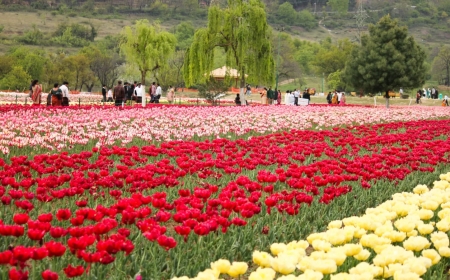 How to Make the Perfect Kashmir Trip Plan in Simple Steps