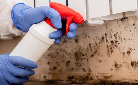 The Mold Removal Process: What to Expect from Start to Finish