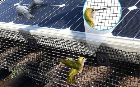 Stop Bird Damage Before It Starts with Solar Panel Bird Proofing Geelong