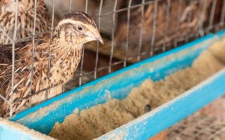 Guide simple pour lancer votre propre ferme de cailles en Côte d’Ivoire