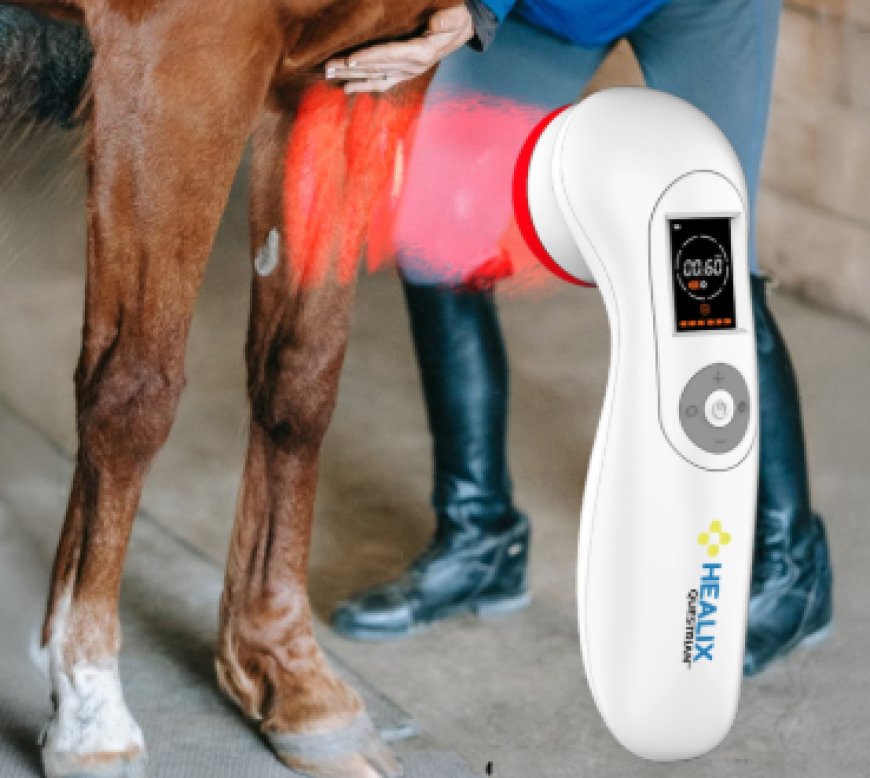 Boosting Equine Health Naturally With The Best Laser Therapy Solutions